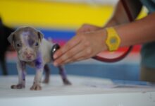 全球兽医学翻译服务需求-九九译